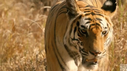 Tiger Stalking Prey GIFs | Tenor