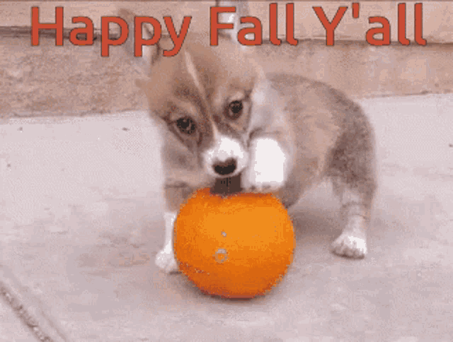 Happy Fall Yall Corgi GIF - HappyFallYall Corgi Cute - Discover & Share ...