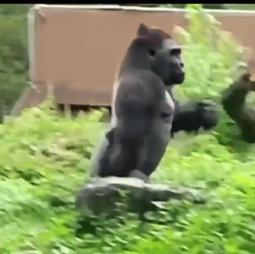 Silverback Gorilla Walking Gifs Tenor Silverback Gorilla Walking Gifs Tenor
