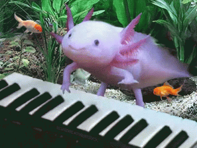 Axolotl Play GIF - Axolotl Play Piano - Discover & Share GIFs