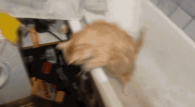 Can't Get Out GIF Cat Bathtub Fail Discover & Share GIFs