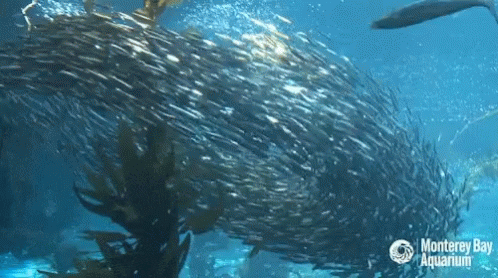 Download feeding frenzy for macbook free Download feeding frenzy for macbook free
