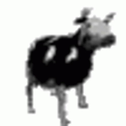 polish cow dancing cactus