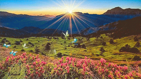 sunrise gifs tenor