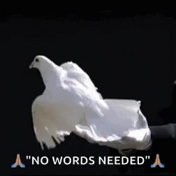 Doves Fly GIF - Doves Fly Free GIFs