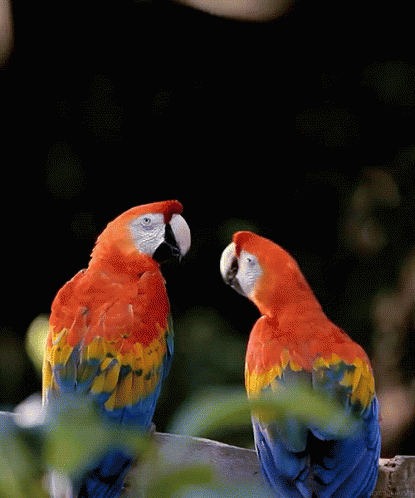 Hasil gambar untuk gambar gif love bird