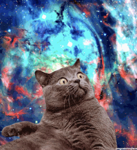 Space Kitten GIF - Space Kitten Galaxy - Discover & Share GIFs