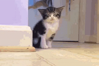 cat falling over gifs tenor