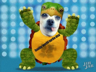 Happy World Turtle Day Doggy Gif Happyworldturtleday Doggy Turtledance Discover Share Gifs