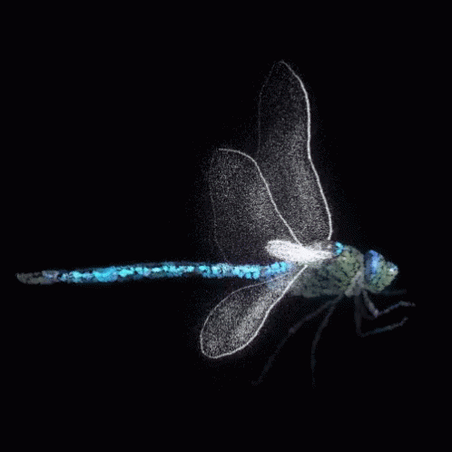 Dragon Fly GIFs | Tenor