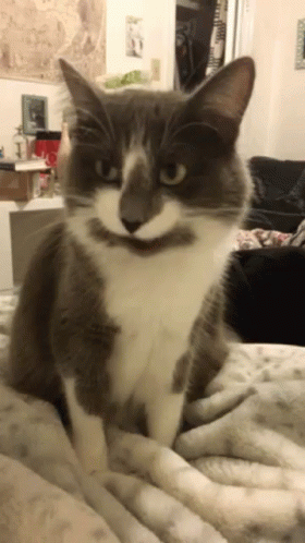 Cat Hungry GIF - Cat Hungry Licking - Discover & Share GIFs