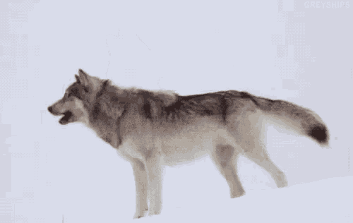 Woofer Mc Wooferson Wolf Howling GIF - WooferMcWooferson WolfHowling Snow GIFs