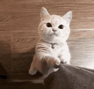  Cat  Cute  GIF  Cat  Cute    Discover Share GIFs 