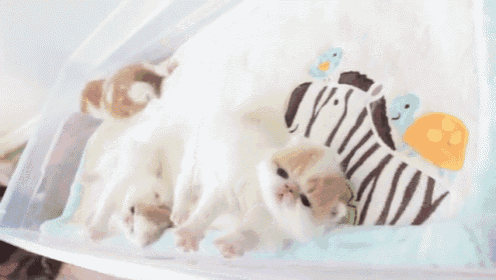 Horizontal Running GIF - Cats Kittens Cute - Discover & Share GIFs