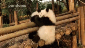 panda push down hill