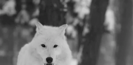 wolf white wolf gif