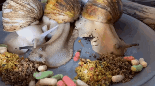 Snail Eating Hungry Snail GIF - SnailEating HungrySnail GIFs