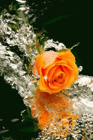 Rose Love GIF - Rose Love - Discover & Share GIFs
