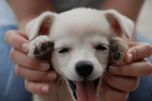 pit puppy playing cute love gif