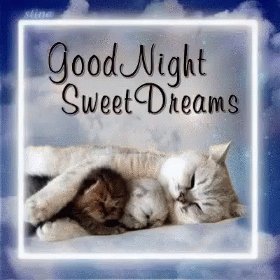 Cats Goodnight GIF - Cats Goodnight SweetDreams - Discover & Share GIFs