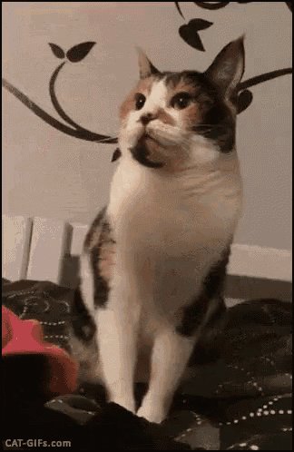 Chat Funny Cat GIF - Chat FunnyCat AngryCat GIFs