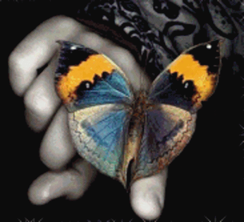 Butterfly Hand GIF - Butterfly Hand ChangingColors GIF's
