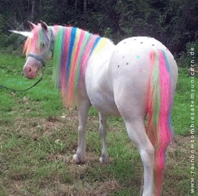 rainbow pony gif pony