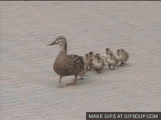 Hold On To Your Chicks! GIF - Duck Ducklings Walking - Discover ...