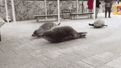 Seals Flopping GIF - Seals Flopping - Discover & Share GIFs