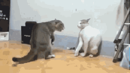 Cat Cats GIF - Cat Cats Fight - Discover & Share GIFs