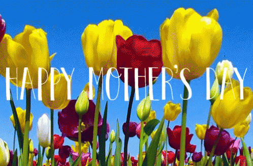 Happy Mothers Day Flowers GIF HappyMothersDay Flowers Tulips Happy Mothers Day Flowers GIF HappyMothersDay Flowers Tulips