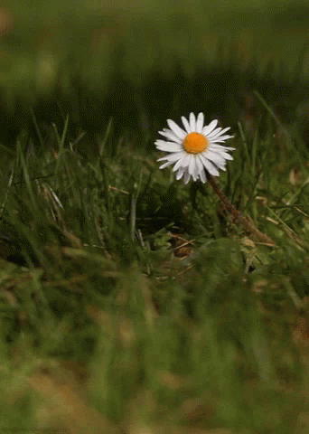 Daisy Flower GIF - Daisy Flower Grass - Discover & Share GIFs