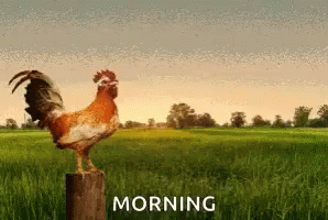 Chicken Morning GIF - Chicken Morning Rooster GIFs