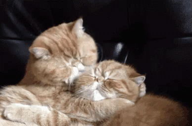 Cat Hug Gif Cat Hug Snuggle Discover Share Gifs