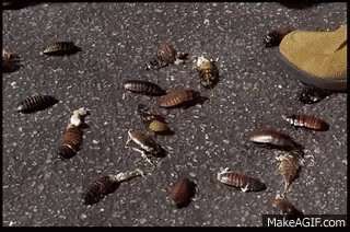 Image result for stomping on a bug gif