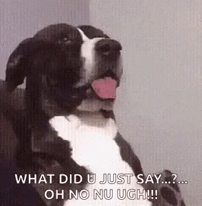 What Did You Just Say Dogs GIF - WhatDidYouJustSay Dogs ...