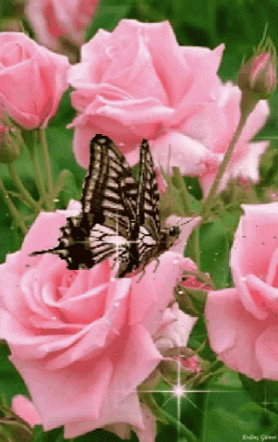 Pink Roses GIF - Pink Roses Butterfly - Descubre & Comparte GIFs