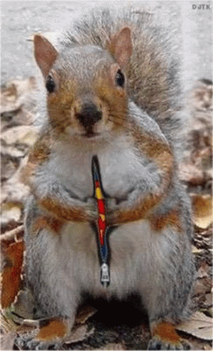 Squirrel Super GIF - Squirrel Super Cute - Discover & Share GIFs