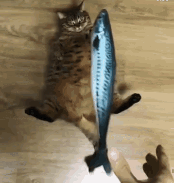 「Cat Cuddly Fish Toy」的圖片搜尋結果"