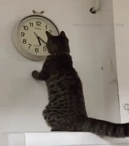 Cat Changing The Clock Changing The Time GIF - CatChangingTheClock  ChangingTheTime Kitty - Discover & Share GIFs