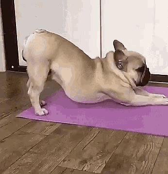 Pug Dog GIF - Pug Dog Puppy GIFs