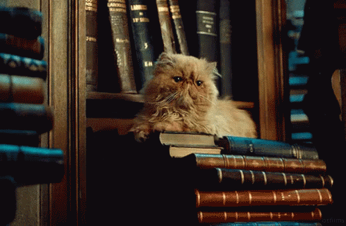 Crookshanks Cat GIF - Crookshanks Cat Books - Discover & Share GIFs