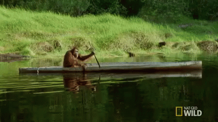 Monkey In Canoe GIF - NatGeo Orangutan Paddling - Discover 
