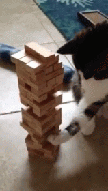 sexy jenga girls gif