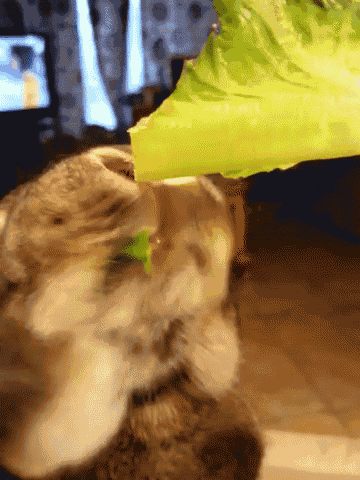 rabbit eating gif rabbit