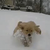 Pups GIF - Snow Snowing Winter - Discover & Share GIFs