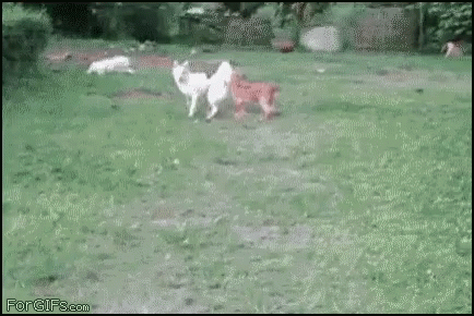 Dog Exploding Gif 2 Dog Exploding Gif 2