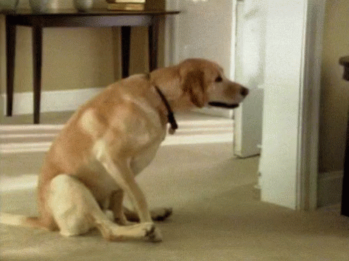 Image result for dog wiping arse on carpet gif