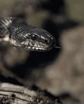 Black Mamba Animals GIF - BlackMamba Animals Snake - Discover ...