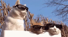 Sun Glasses GIF - Sun Glasses Cats GIFs